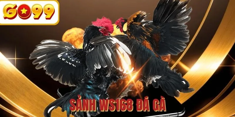 WS168 đá gà - Sảnh chơi quy tụ các chiến kê chuyên nghiệp